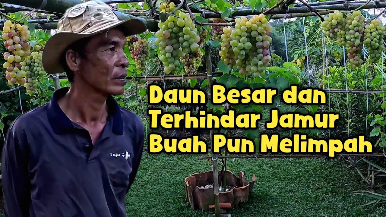 Petani desa sukses membuahkan anggur dalam waktu 7 bulan