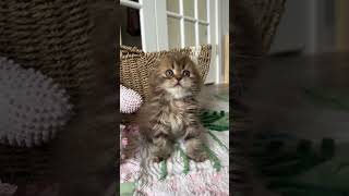 Scottish Fold kittens available by Wunderfolds Scottish Fold Cats 168 views 1 month ago 2 minutes, 30 seconds