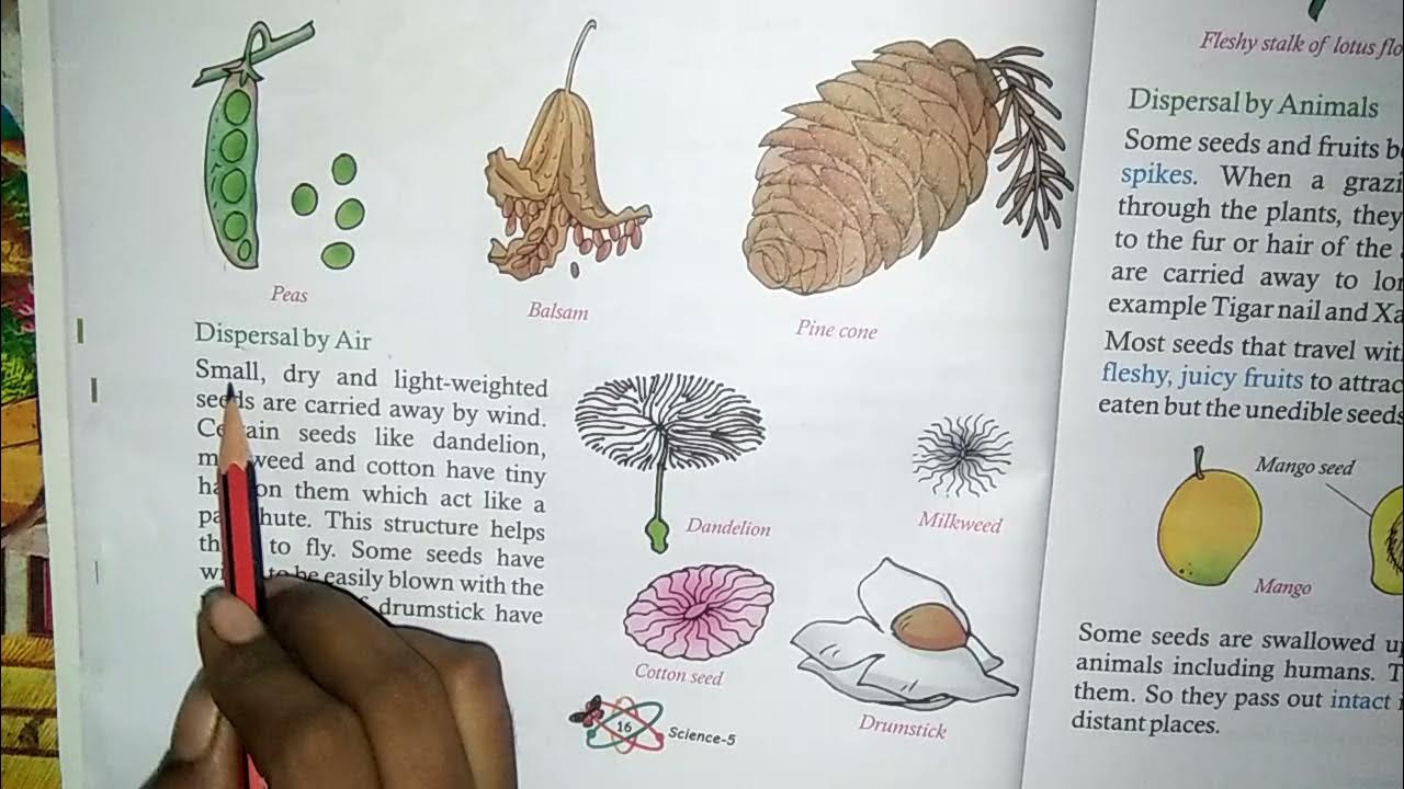 Class 5, science, chapter 2 YouTube
