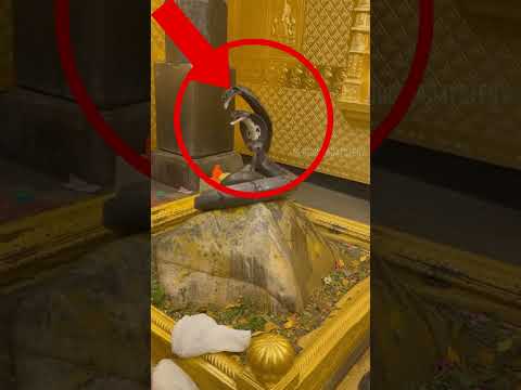 सच्चा चमत्कार!😯श्री केदारनाथ ज्योतिर्लिंग के साक्षात दर्शन 🔱 #mahadev #kedarnath #shorts