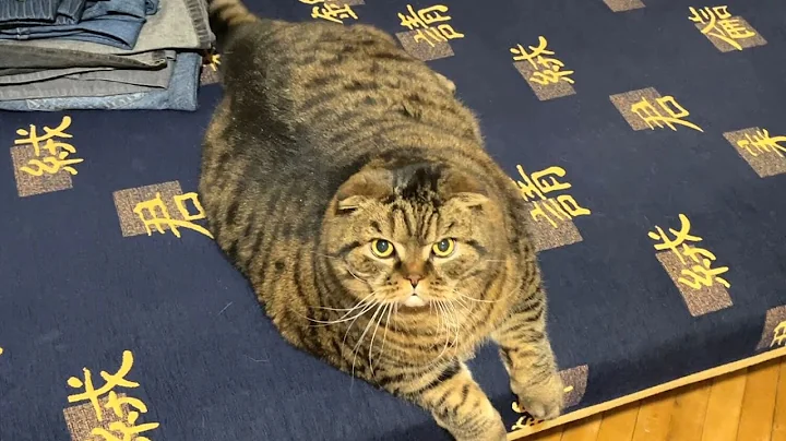 Video 10556131: tabby scottish fold, scottish fold cat playing, cat purring loudly