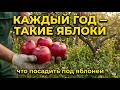 Почему яблоня плодоносит через год — и что посадить под ней, чтобы это прекратилось