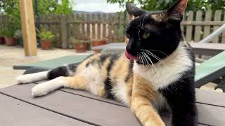 Cat relaxing, slow-TV with 90 seconds of cat chill