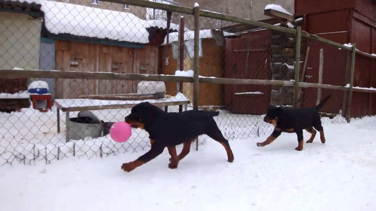 Щенки ротвейлера питомник КЛИН ТРИО - YouTube