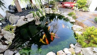 Modern Koi Blog #3021 - The 5,000 liter pond one week later