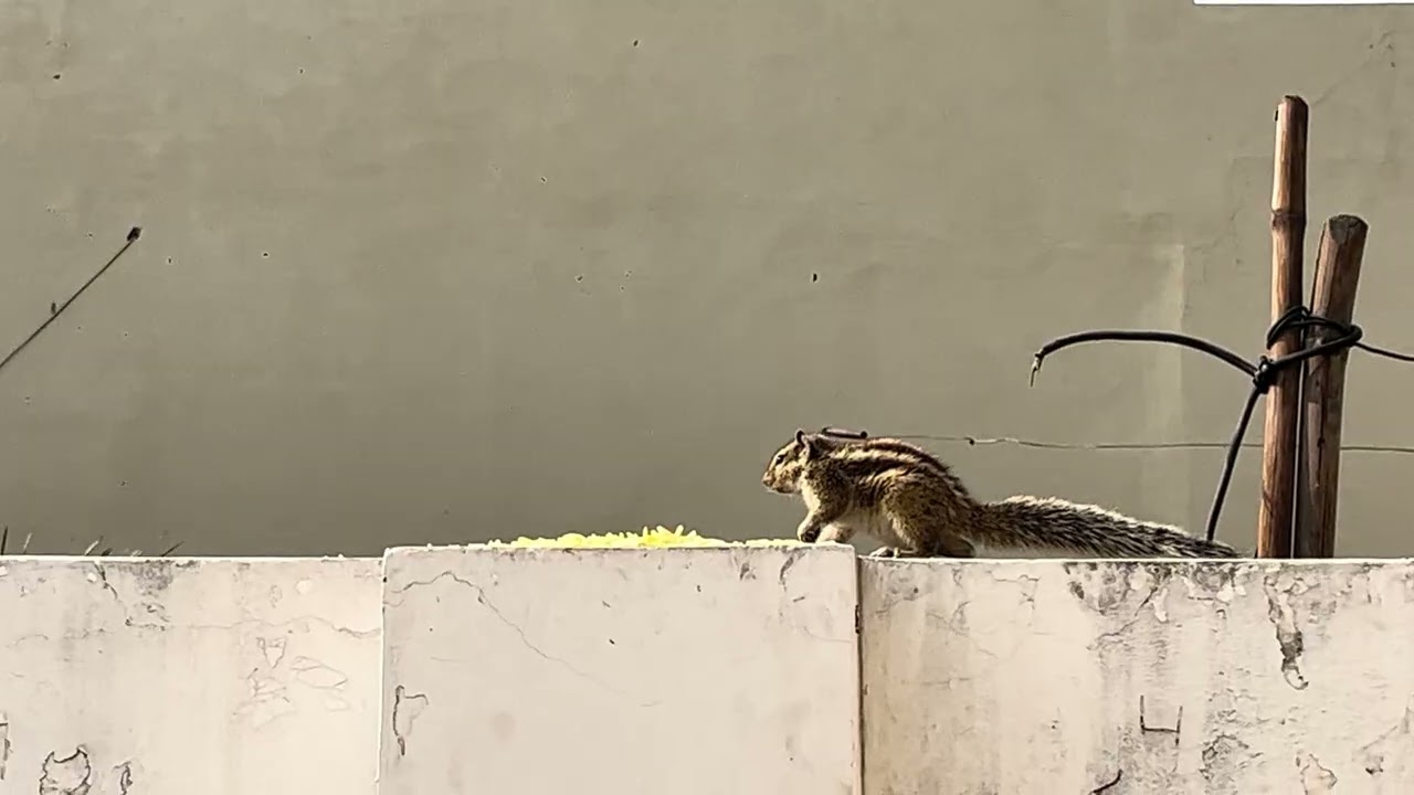 Baby squirrel eating food