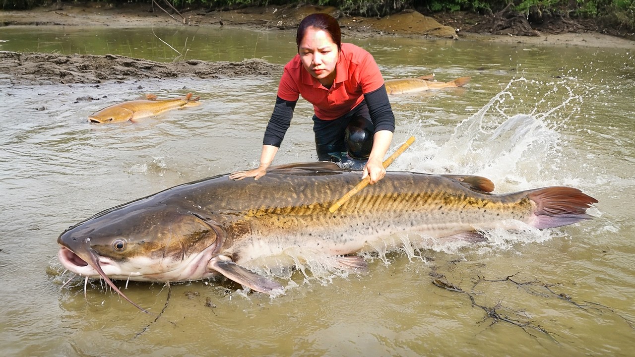 Harvesting 1000+ Giant Catfish In The Mud Pond Go to Market Sell | Gardening & Cooking