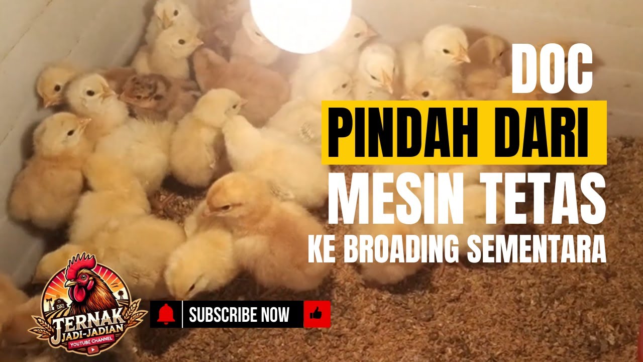 #48 DOC DARI MESIN TETAS KE BROADING SEMENTARA