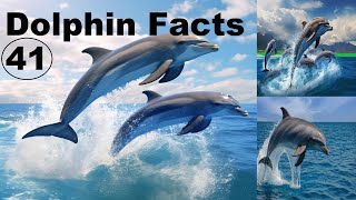 What are some interesting and Amazing facts about dolphins - MQS info #facts #didyouknow #dolphin