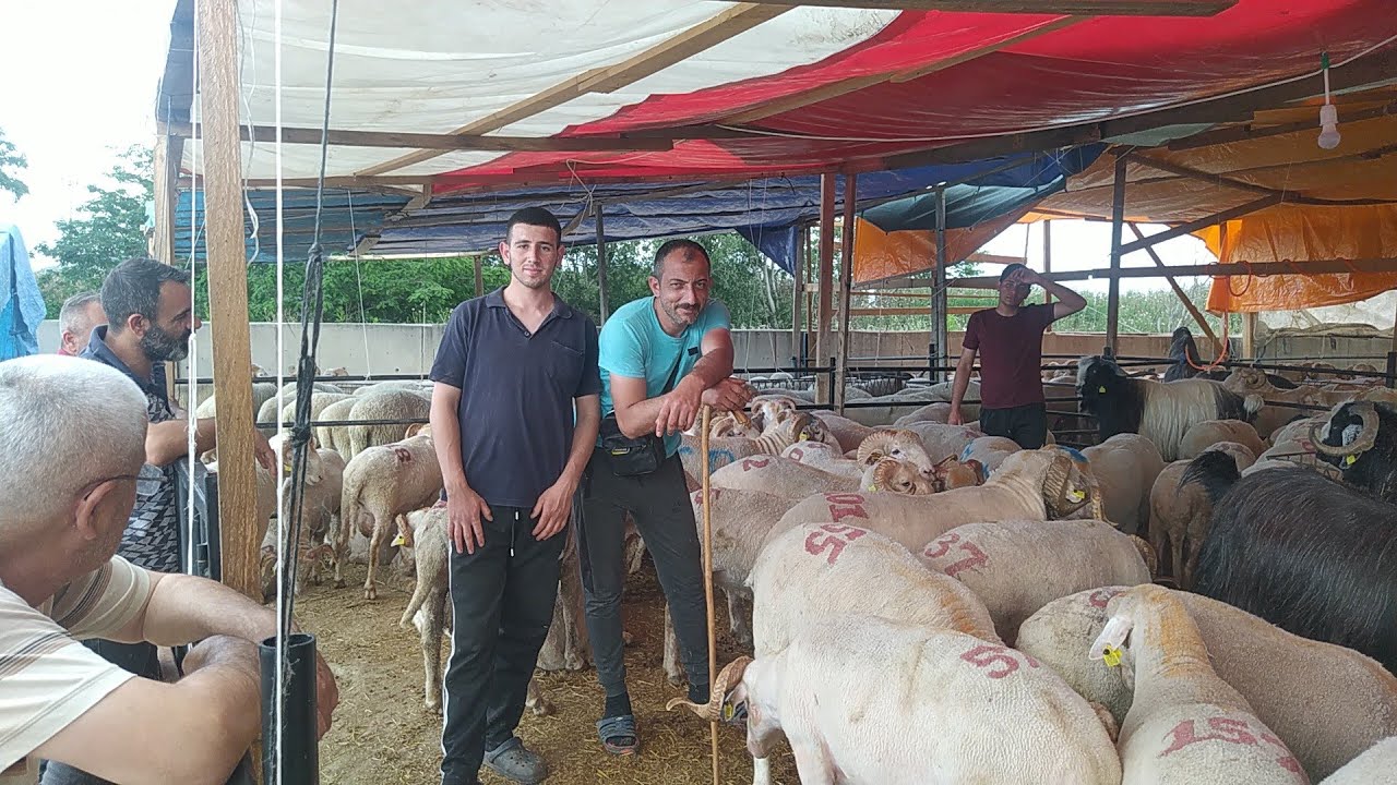 KURBAN PAZARLIKLARI KIRAN KIRANA SÜRÜYOR 2025 / OAÇ TV