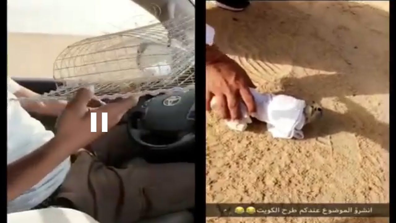 رحله صيد حميميجات ضحك وفله. الصيد وين وحنا وين ههههه😂😂😂