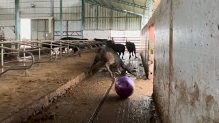 I Bought Plates Balls for Cows / It Wasn't What I Expected / We Almost Killed It