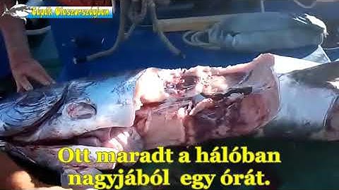 Egy kardhalat fogtak a halászok, aminek a felét megette egy cápa. 2016-ban készült a felvétel.