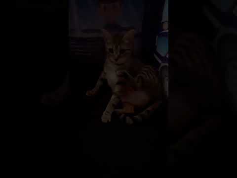 گربه رو بردم داخل اتاق عمل می خواد بچه بیاره
