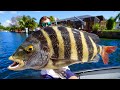 The barnacle eating fish big sheepshead catch clean cook