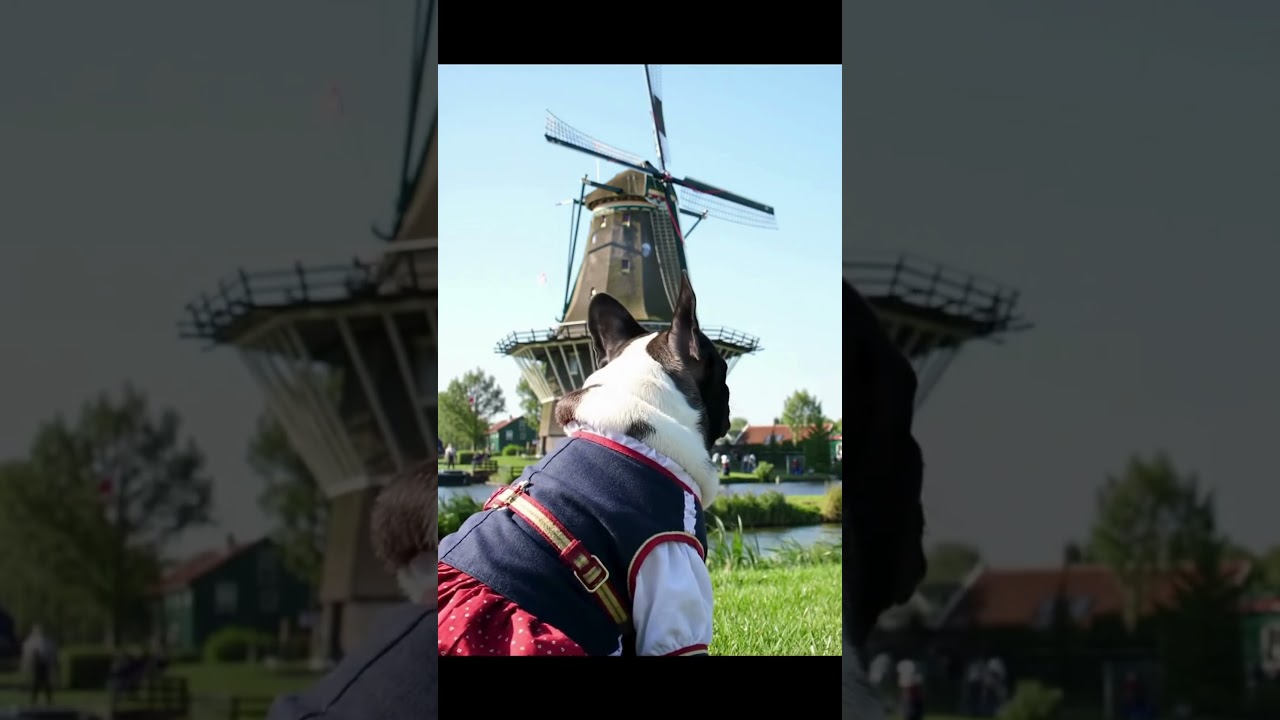 Dog watching the windmill 