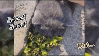 If It Fit, He Sit...