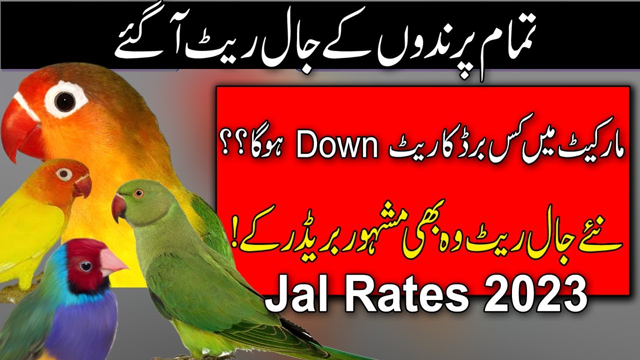 All birds prices in pakistan Love bird price in pakistan 2023 Love