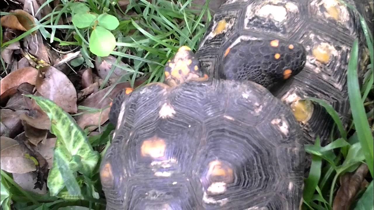 Comment reconnaitre un måle d