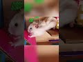 The hamster that overcomes fear, keep going! #hamsters #funny #cute #pets #animals