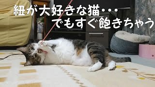 紐が大好きな猫・・・でもすぐ飽きる