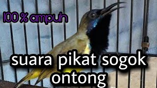 SUARA PIKAT SOGOK ONTONG MP3