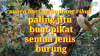 Download Lagu Suara burung kutilang ribut. Paling jitu buat pikat semua jenis burung MP3