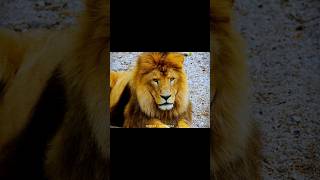 царь зверей, лев | lion #lion #лев #природа