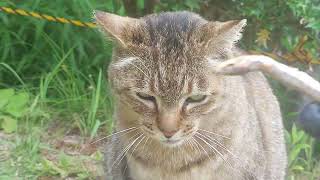 おたふくカイちゃん兄弟元気です❗カイちゃんキビナゴパクパク⤴おたふくカイちゃんはキビナゴ持っていき食べるんだニャ❤(笑)