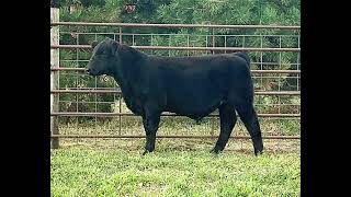 Lot 65 High Maine Bull out of Data Bank & CRLL Miss Mercedes“Power, Performance, and Low Birthweight