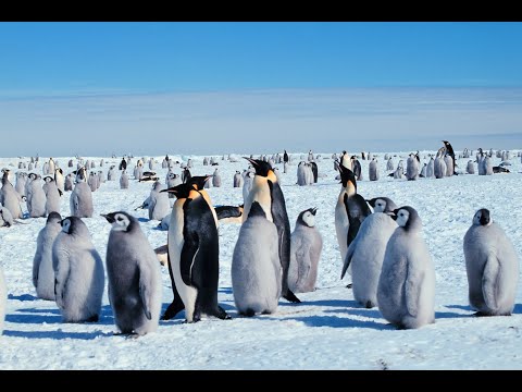 Video: What Animals Live At The South Pole