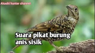 Suara pikat burung anis sisik mp3