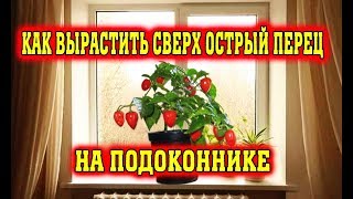 Сверх острый перец на подоконнике Часть 1