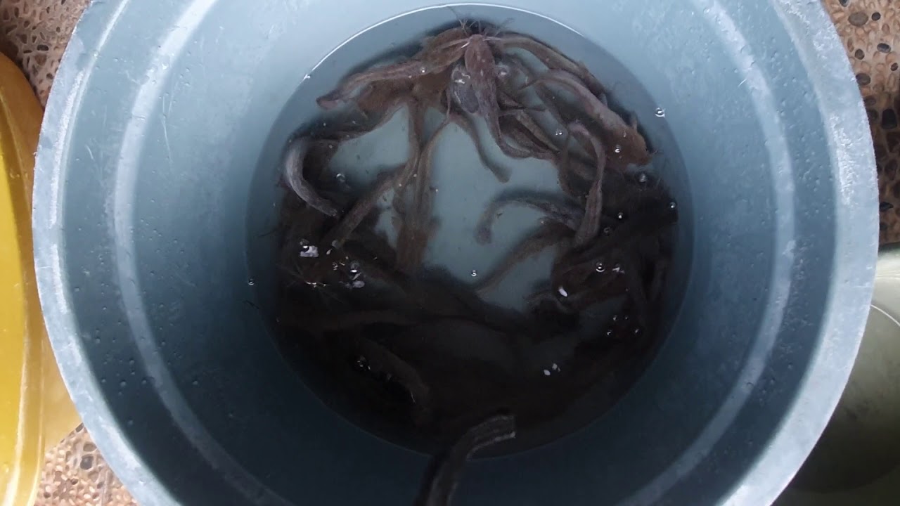 budidaya lele di ember part7 