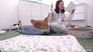 Eden & Cornfields diploma reading & adoption! February 3, 2024 by TinyKittens HQ 6,751 views 2 months ago 20 minutes