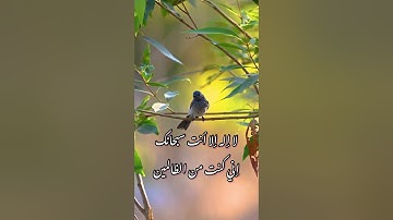 القاري يوسف عادل تلاوة خاشعة جميلة/طبيعة وطيور (لا إله إلا الله محمد رسول الله)🤍