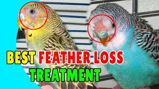 BIRDS FEATHER LOSS MEDICINE  Best Treatment for Feather Loss of Birds | Happy Budgies