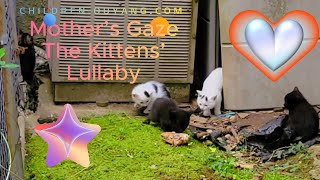 Mother’s Gaze: The Kittens’ Lullaby Mega Mix [Kids Music Video]