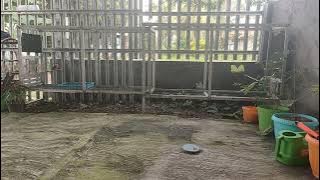 Kapas Tembak di umbaran #kicaumania #kapastembak