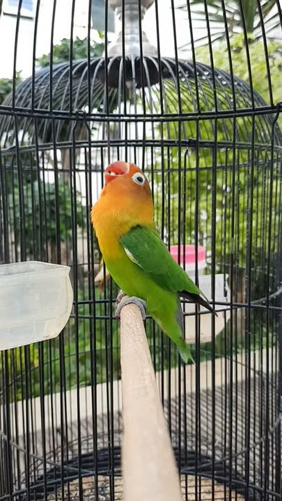 Lovebird Jantan Single Fighter