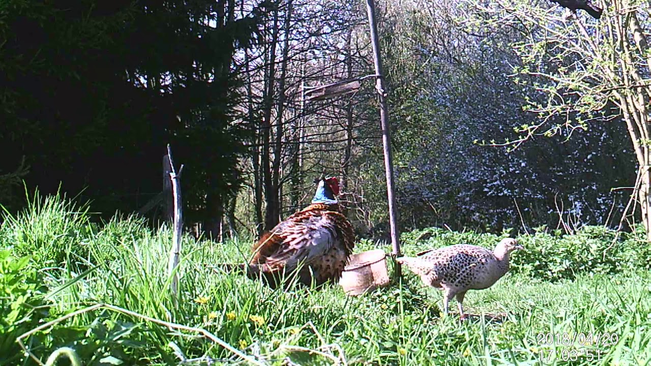 Pheasants 