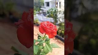 ഡിസംബറിലെ മഞ്ഞിൽ കുളിച്ചു നിൽക്കുന്ന സുന്ദരി #shorts #vairalshort #vairalvideo #vairal #flowers