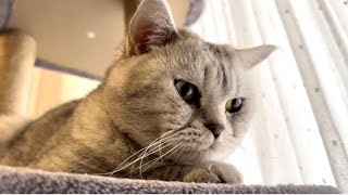 Kopol Chilling on His Cat Tree