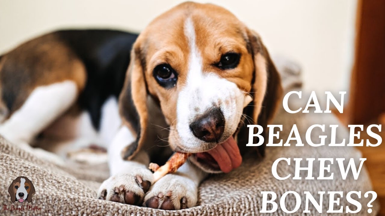 bones beagles