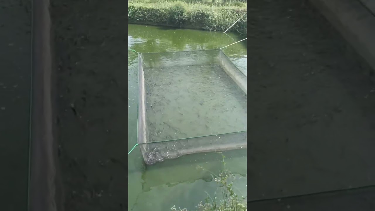 Pembudidaya lele VIRAL‼️ 1 keramba muat ribuan ikan dengan hasil menggiurkan 