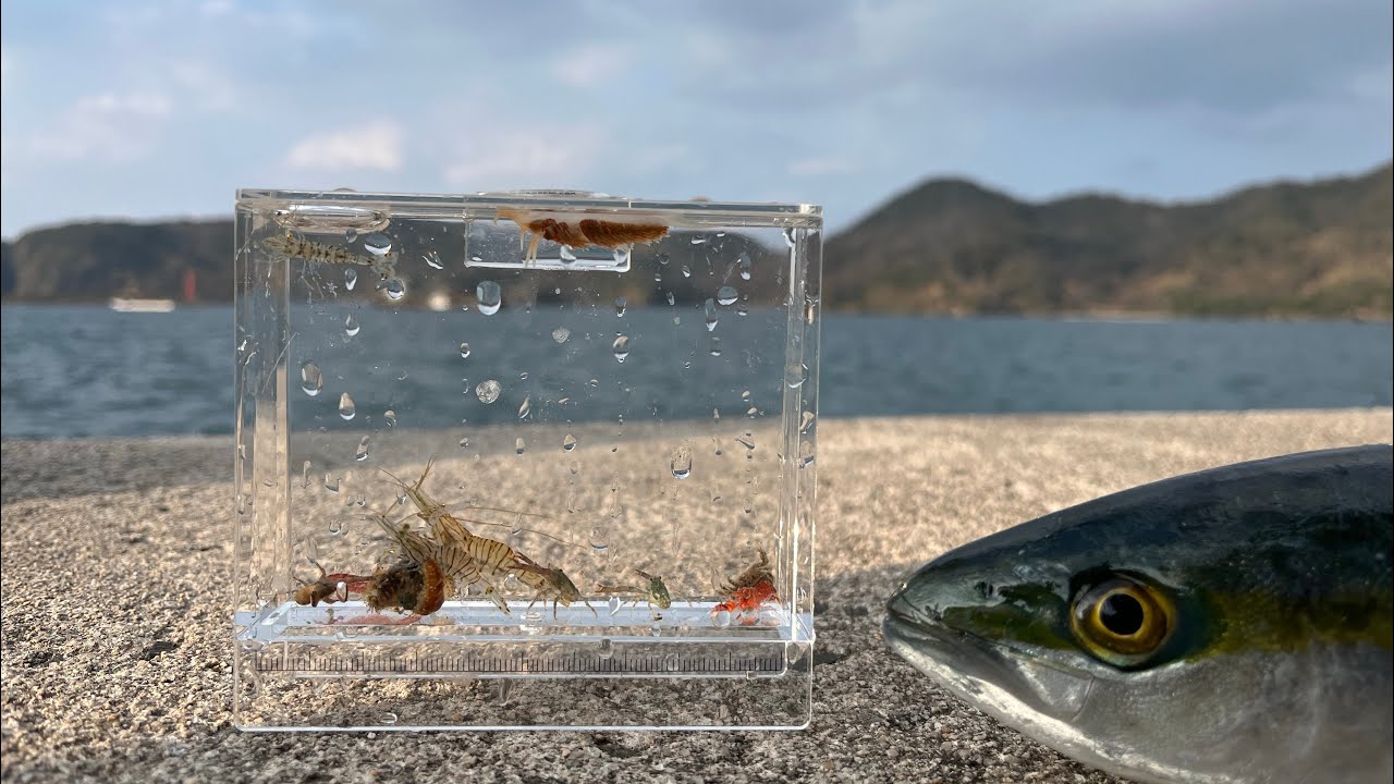 海底のズタ袋は生き物の宝庫。あと刺身
