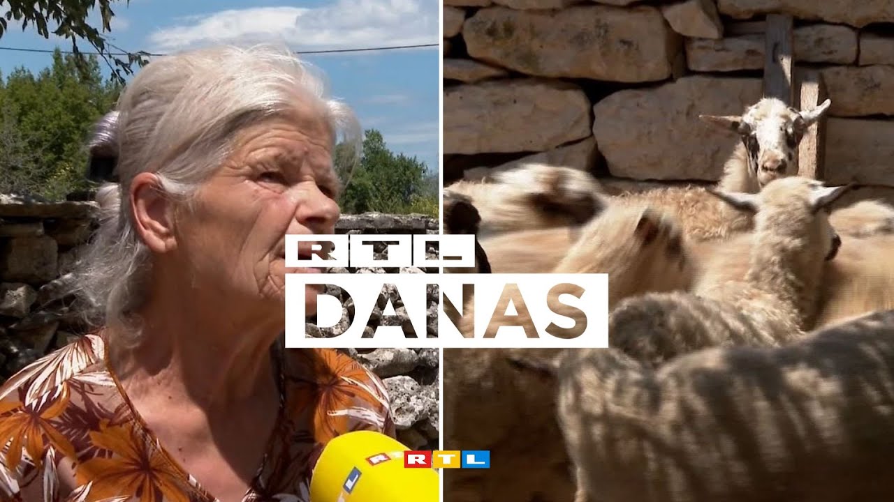 Vukovi napali staricu i stado: 'Otkazala mi koljena, jedva sam došla kući' | RTL DANAS