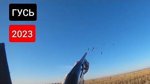 ОХОТА НА ГУСЯ В КАЗАХСТАНЕ 2023! 18-19 ОКТЯБРЯ!