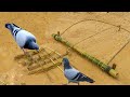 Best Pigeon Trap By Net | How to catch pigeon easy