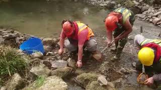 Crayfish at Ballsgate Weir